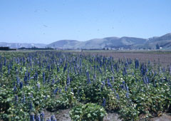 Japanese American Farmers during World War II by Beryl Williams